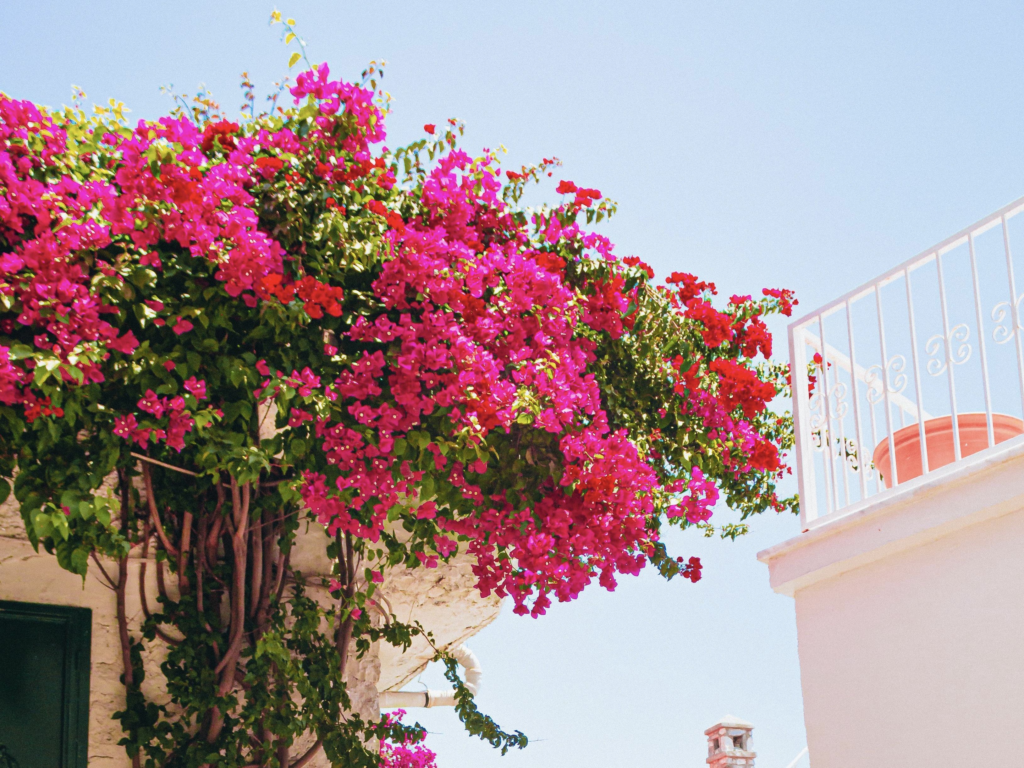 Rondreis Turkije bougainvillea