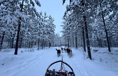 Op pad met sledehonden