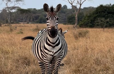 Op ontdekking in Lake Mburo