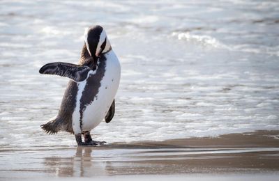 Pinguïns op Boulders Beach