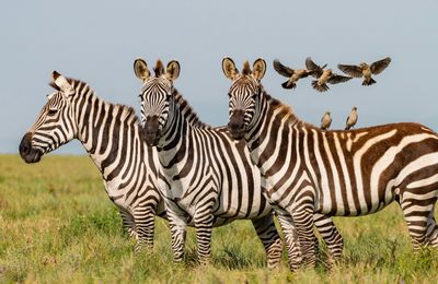 Samen op safari in de Serengeti