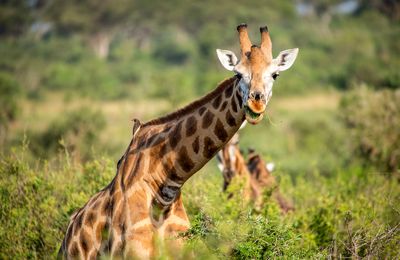 Samen op safari