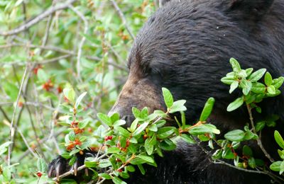 Wildlife spotten