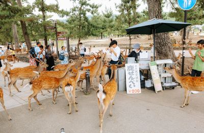 Tussen de herten in Nara
