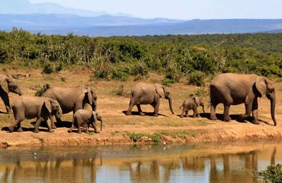 Op safari in het Krugerpark