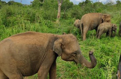 Op safari in Yala