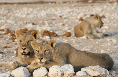 Wildlife spotten in Etosha