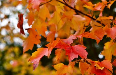 Slingerwegen & kleurrijke herfstlandschappen
