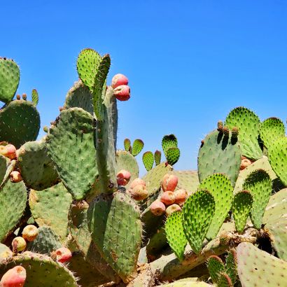 Rondreizen Midden- en Zuid-Amerika