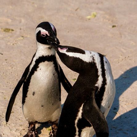 Kaap de Goede Hoop en Boulders Beach