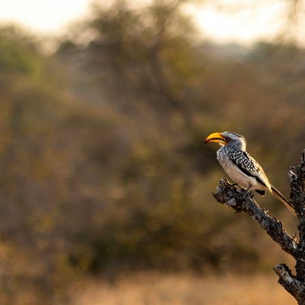 Vertrek naar Zuid-Afrika