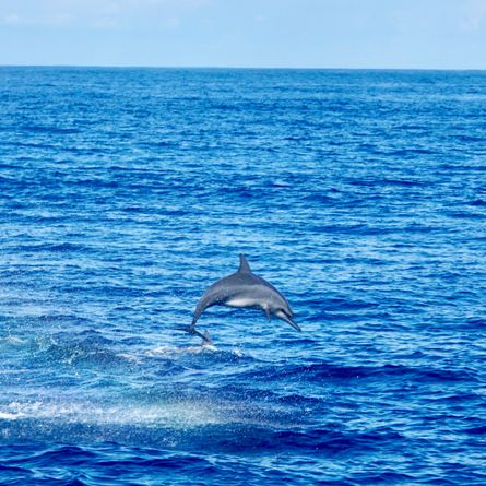 Eillanddag Pamilacan Eillanddag Pamilacan