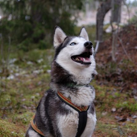 Op avontuur met de husky's