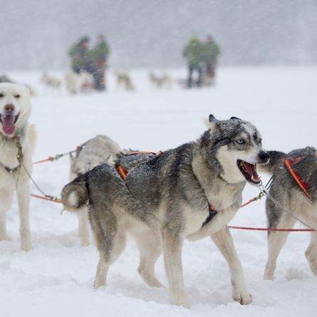 Husky-tocht