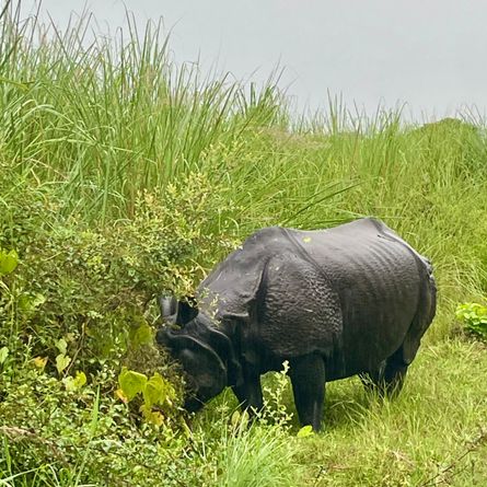 Wildlife dag in Chitwan National Park