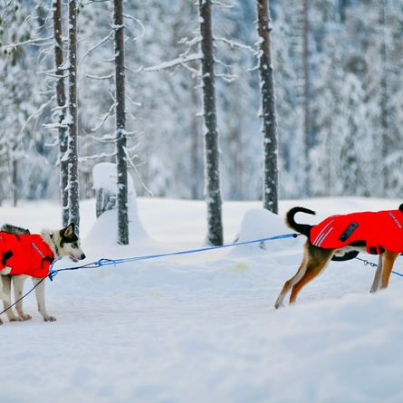 Bezoek rendierboerderij en huskysafari