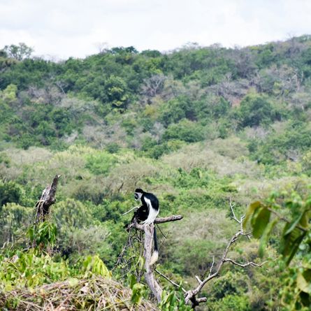 Napuru tropisch regenwoud ontdekken