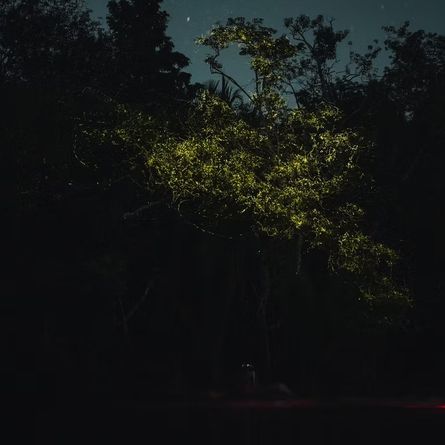 Avondkajak met fireflies Avondkajak met fireflies