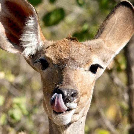 Op naar Kruger National Park