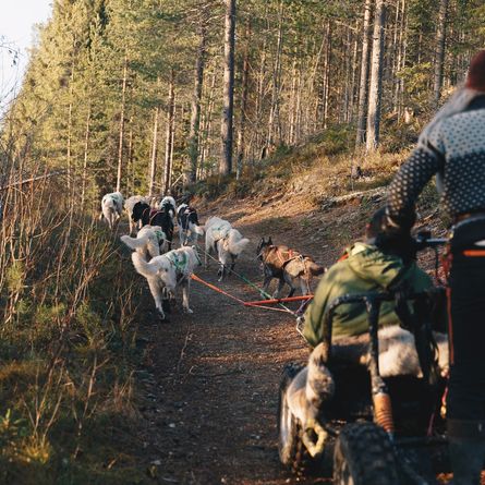 Husky rit door de Zweedse natuur