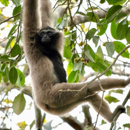 Khao Yai National Park (Thailand) Khao Yai National Park (Thailand)