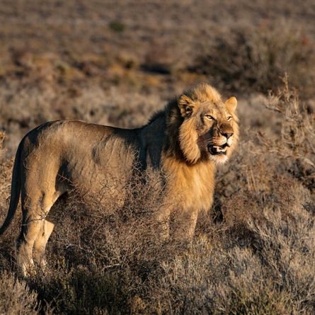 Game drive in Kruger National Park