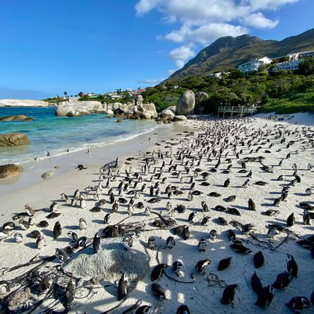 De hoogtepunten van het Kaapse schiereiland