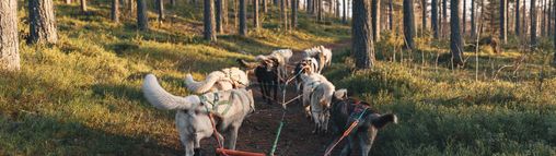Zweden najaar groepsreis 18-32 jaar