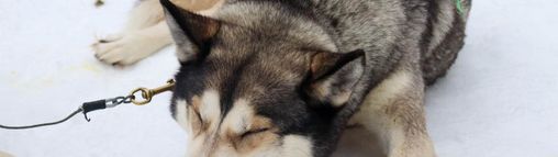 Lapland groepsreis Zweden 18-32 jaar