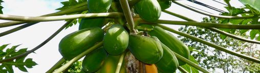 Groepsreis Costa Rica 18-32 jaar