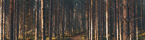 Zweden najaar groepsreis 18-32 jaar