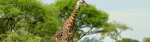 Rondreizen Tanzania 18-32 jaar