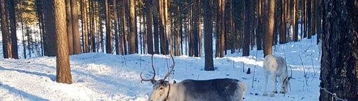 Lapland groepsreis Zweden