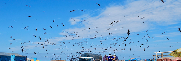 La Isla de la Plata: het verborgen paradijs tijdens je rondreis Ecuador