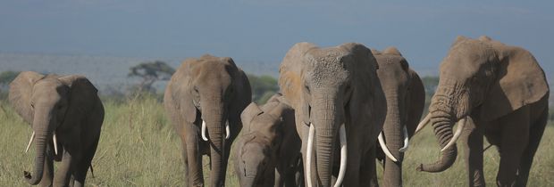 Deze wilde dieren spot je op safari in Tanzania!