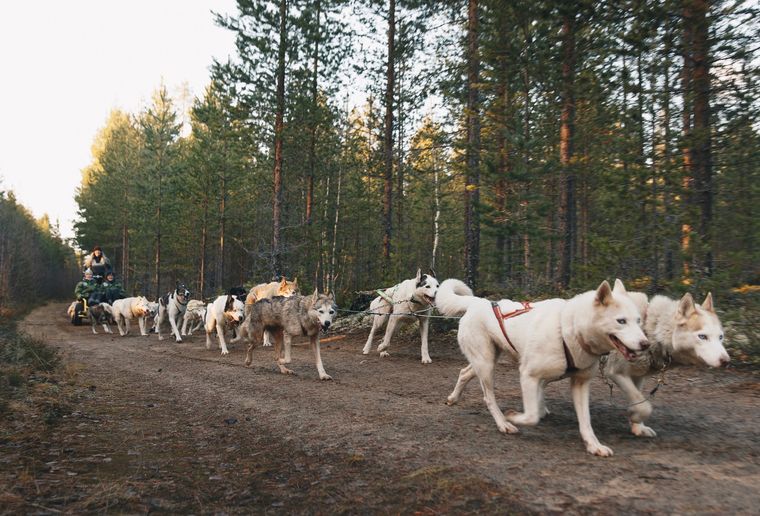 Mushing husky rit