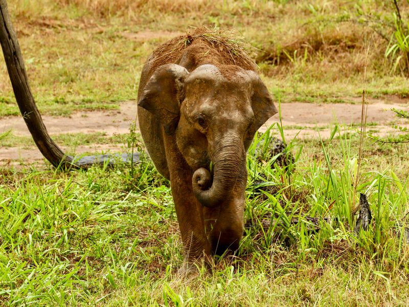 Sri Lanka olifant