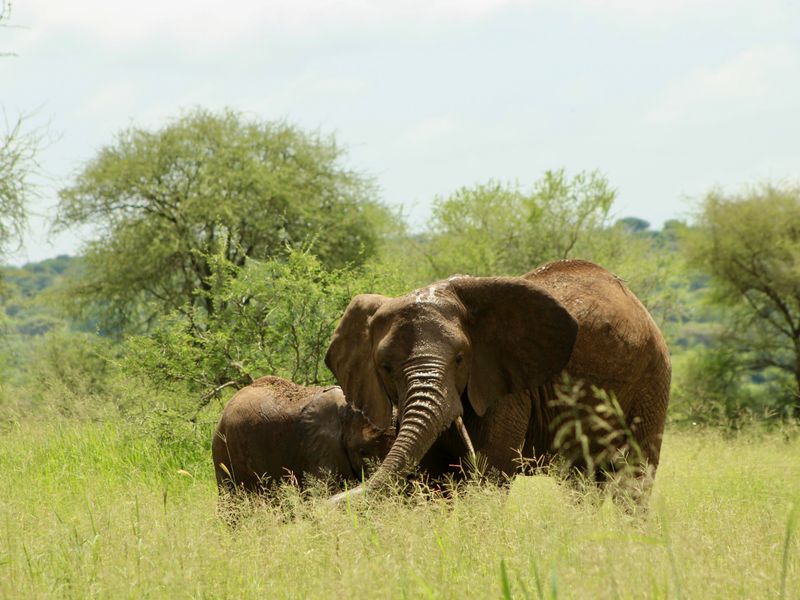Groepsreizen Tanzania wildlife