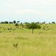 Wat kan ik verwachten van een wildlife safari in Tanzania?