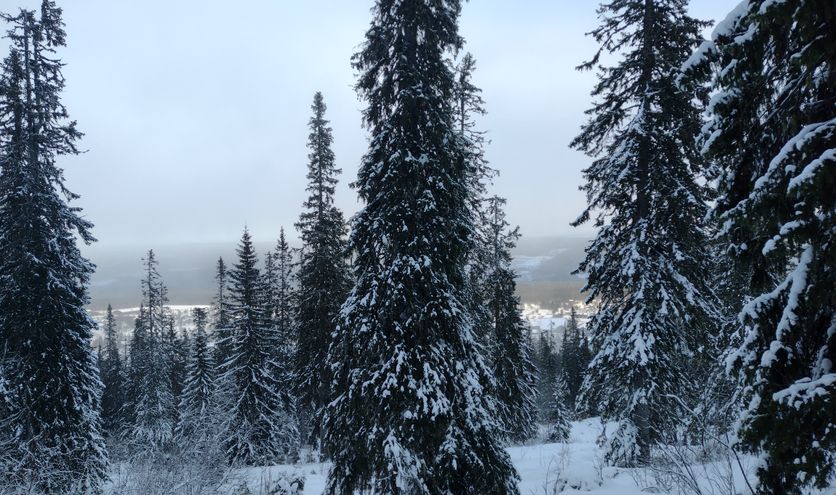 Oud en nieuw vieren in het buitenland? - Groepsreis Zweden Winter