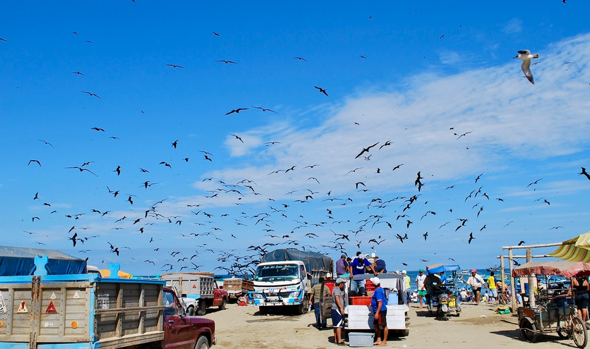 La Isla de la Plata: het verborgen paradijs tijdens je rondreis Ecuador