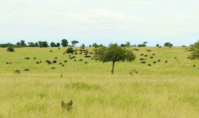 Wat kan ik verwachten van een wildlife safari in Tanzania?