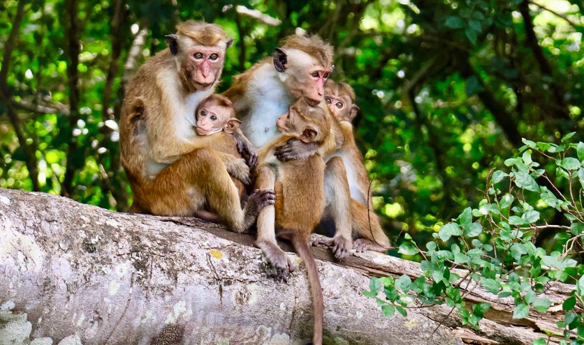 Hoe verschilt Sri Lanka van andere Aziatische landen?