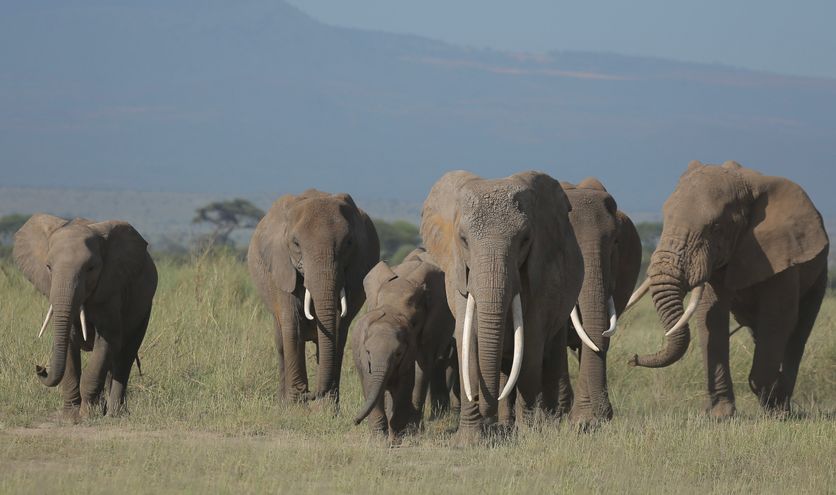 Deze wilde dieren spot je op safari in Tanzania!