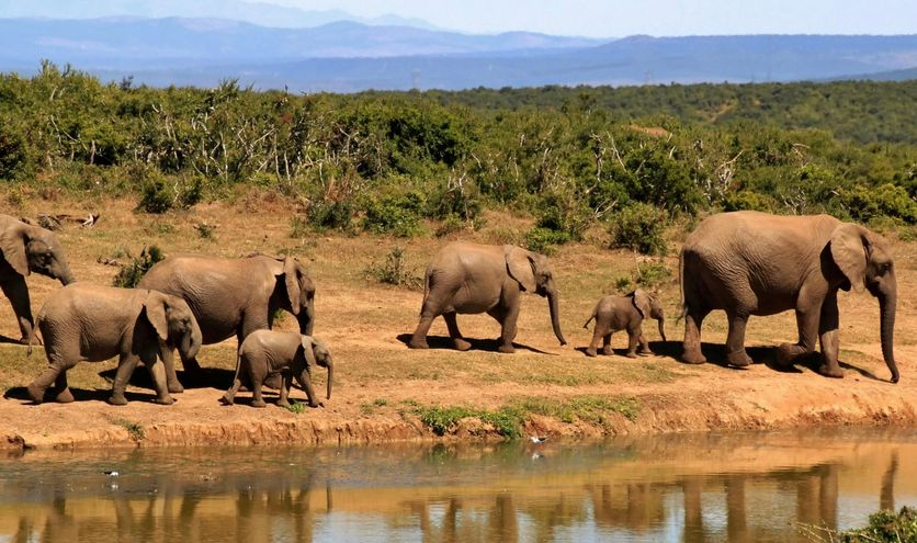 Wat kan ik verwachten van een safari in Zuid-Afrika?