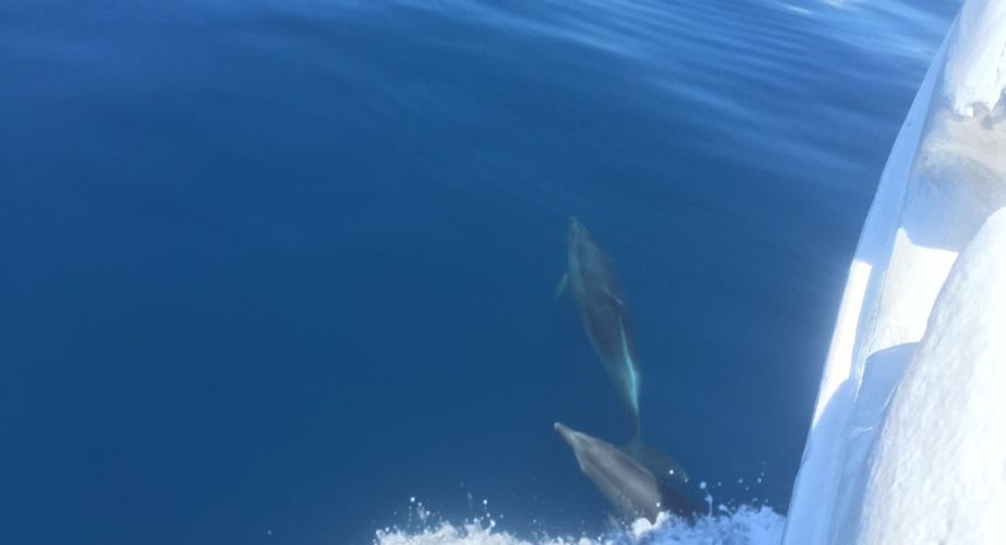 Kans op spotten dolfijnen