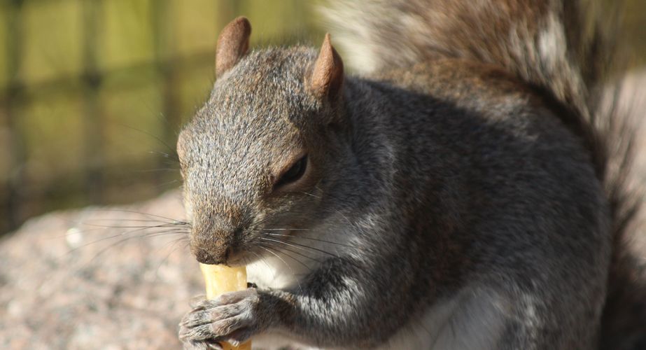 Central Park Central Park