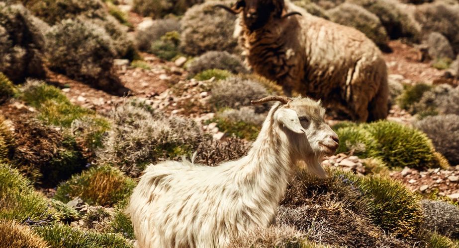 Dieren Marokko Dieren Marokko