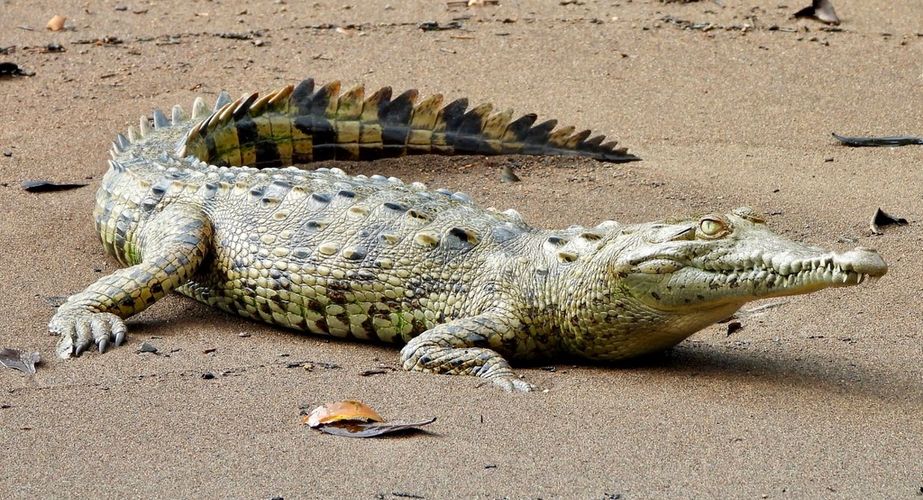 Costa rica gidsbeelden krokodil natuur