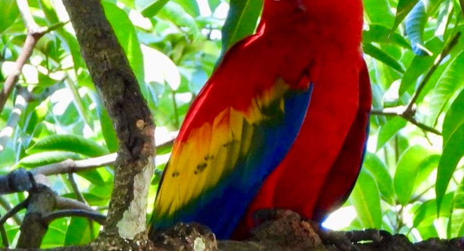 Costa rica gidsbeelden papegaai natuur